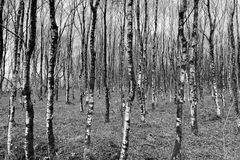 Schwarzweißes Bild, welches den Blick in den Wald zeigt. Die abgebildeten Bäume sind alles Birken